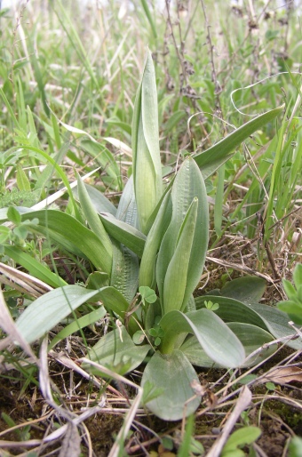 Orchis tridentata