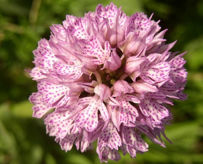 Orchis tridentata