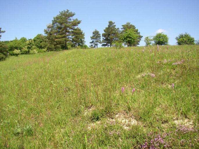 Orchis tridentata