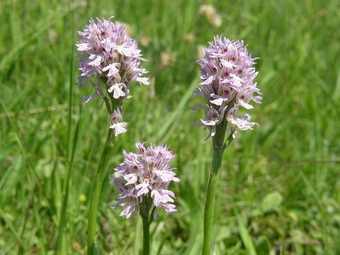 Orchis tridentata