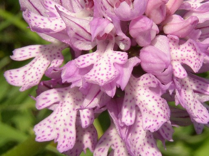 Orchis tridentata