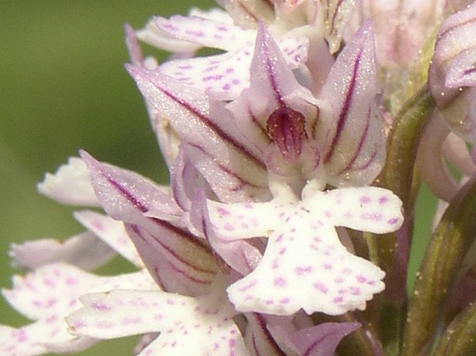 Orchis tridentata