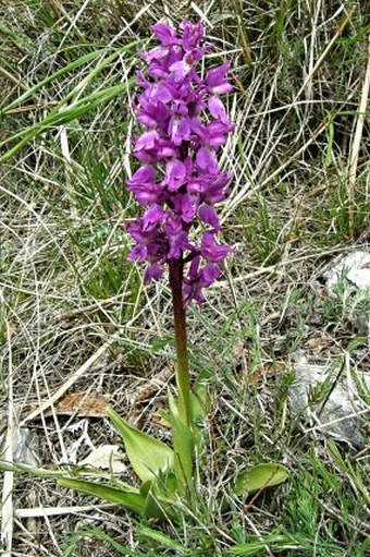 Orchis mascula subsp. mascula