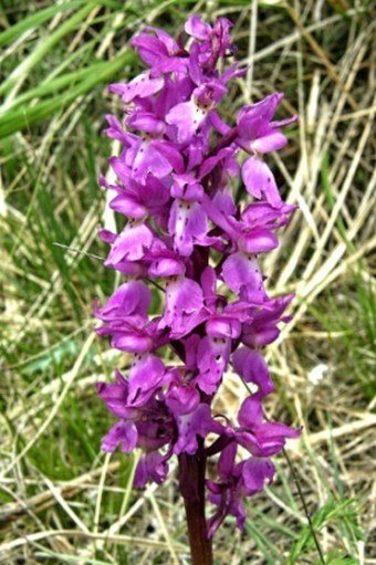 Orchis mascula subsp. mascula