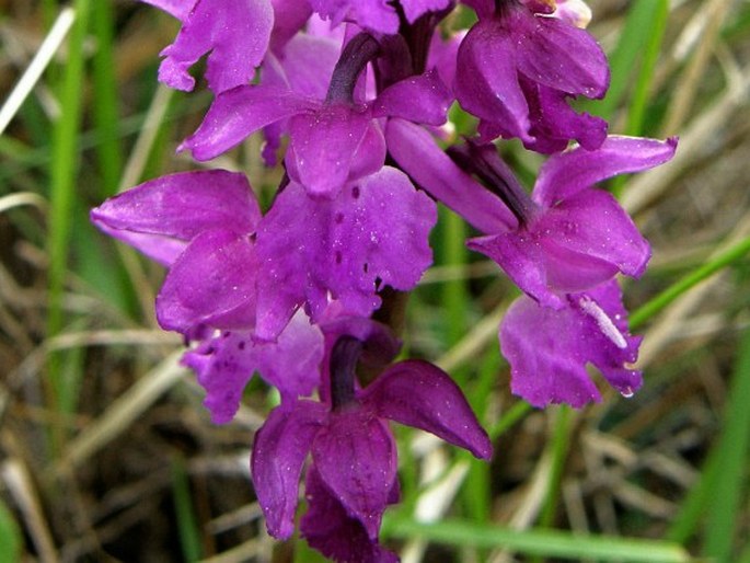 Orchis mascula subsp. mascula