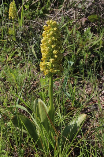 Orchis punctulata