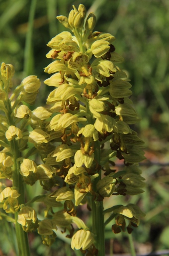 Orchis punctulata