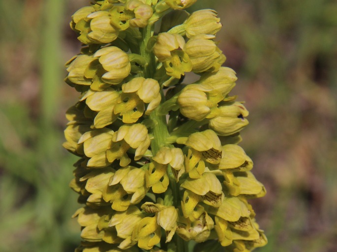 Orchis punctulata