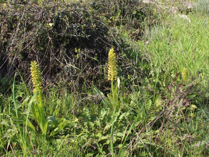 Orchis punctulata