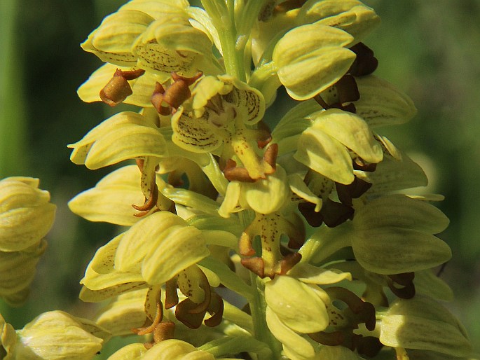 Orchis punctulata