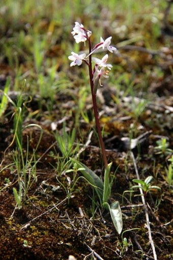 Orchis sezikiana