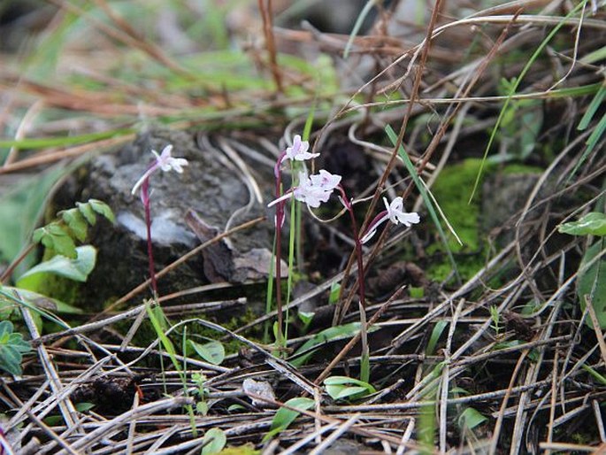 Orchis sezikiana