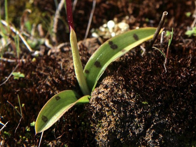 Orchis sezikiana