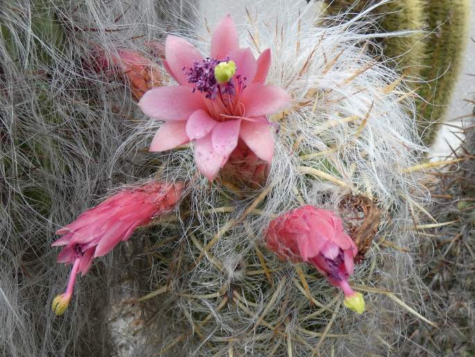 Oreocereus celsianus