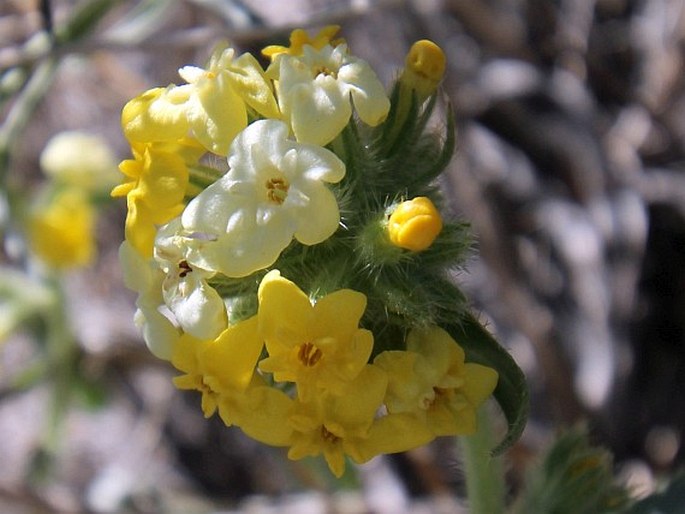 OREOCARYA CONFERTIFLORA Greene