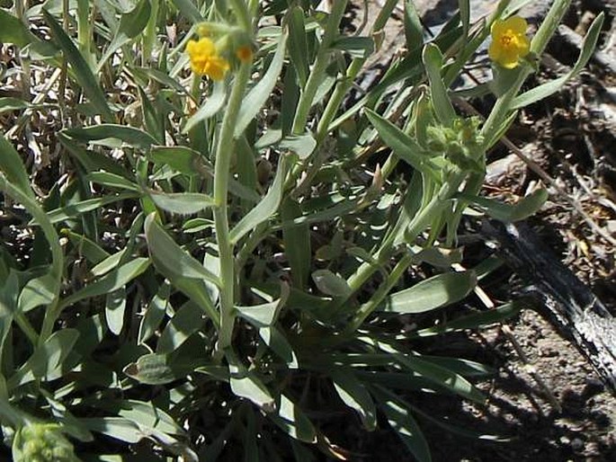 Oreocarya confertiflora