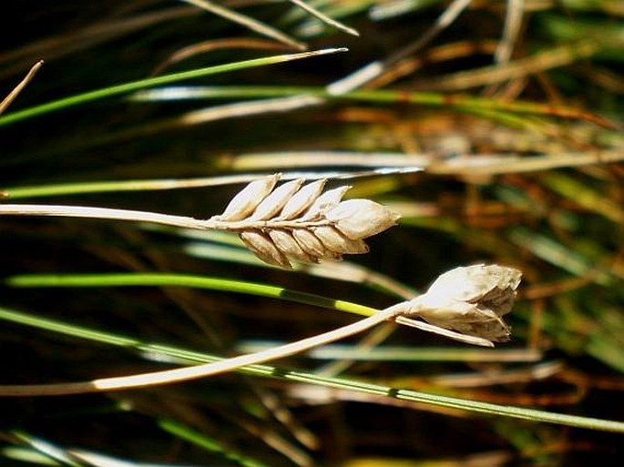 Oreochloa disticha