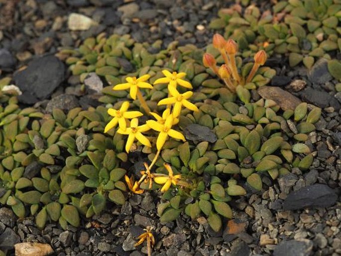 OREOPOLUS GLACIALIS (Poepp.) Ricardi