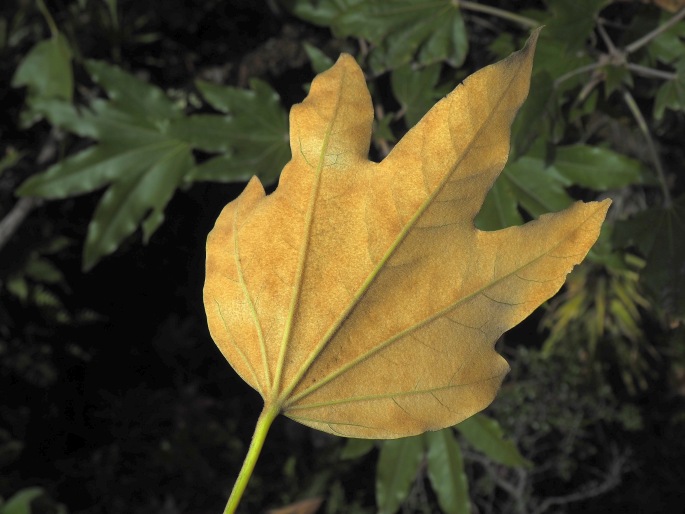 Oreopanax oroyanus