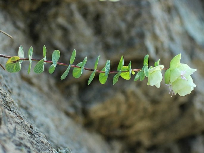 Origanum rotundifolium