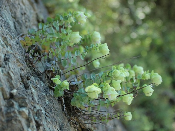 Origanum rotundifolium