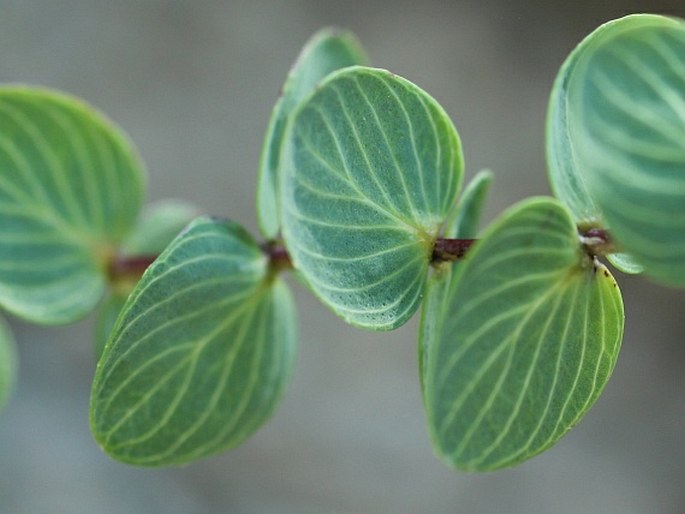 Origanum rotundifolium