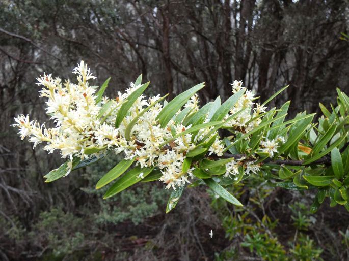 Orites diversifolius