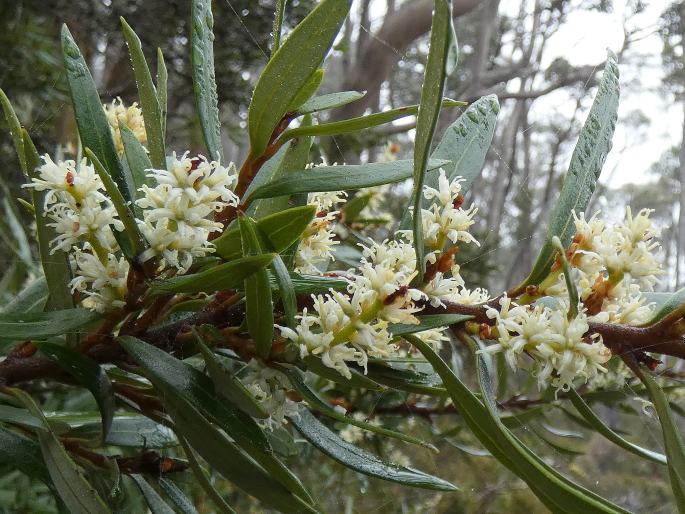 Orites diversifolius