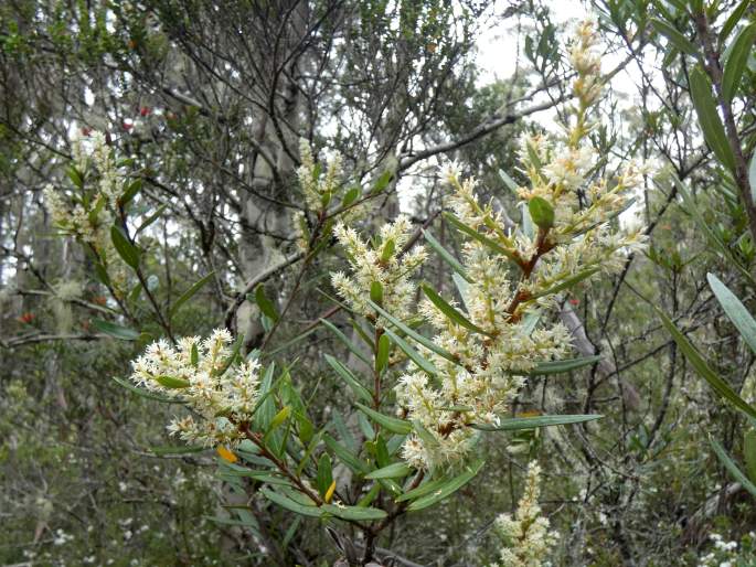 Orites diversifolius