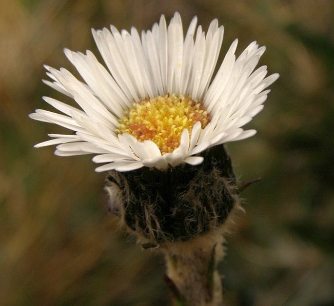 ORITROPHIUM PERUVIANUM (Lam.) Cuatrec.