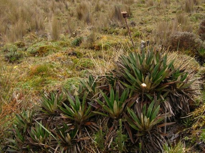 Oritrophium peruvianum