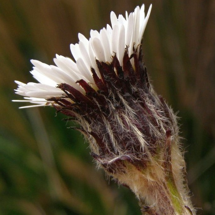 Oritrophium peruvianum