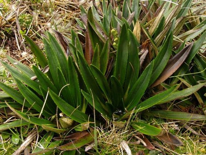 Oritrophium peruvianum