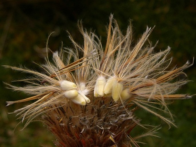 Oritrophium peruvianum