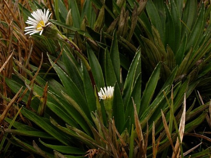 Oritrophium peruvianum