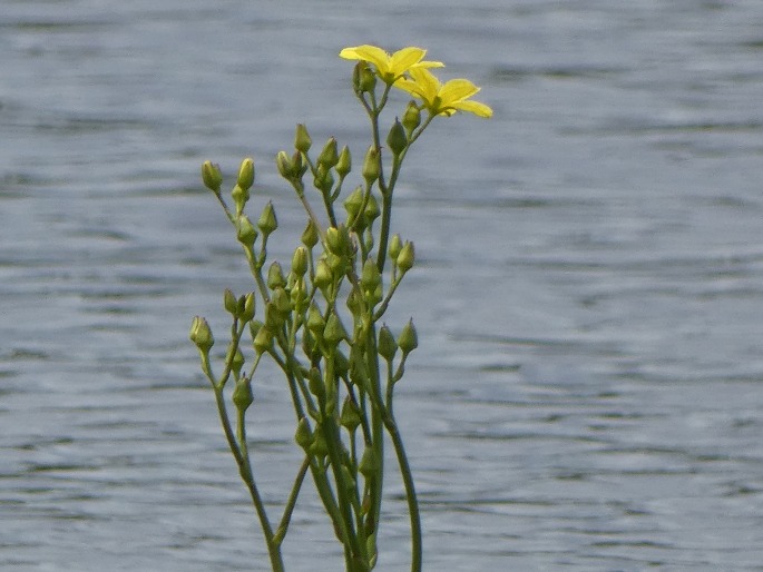 Ornduffia reniformis