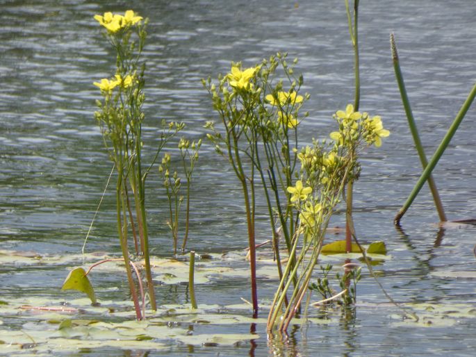 Ornduffia reniformis