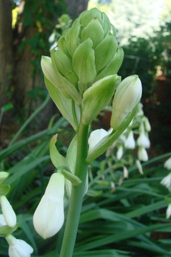 Ornithogalum candicans