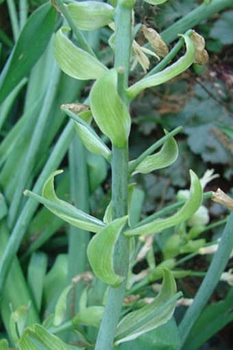 Ornithogalum candicans