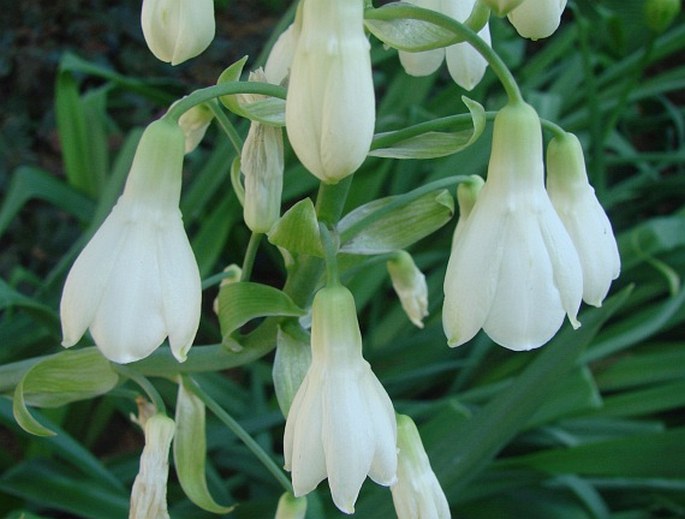 Ornithogalum candicans