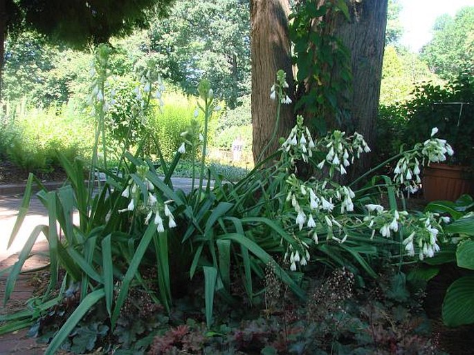 Ornithogalum candicans