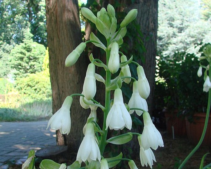 ORNITHOGALUM CANDICANS (Baker) J. C. Manning et Goldblatt