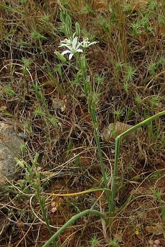 Ornithogalum narbonense