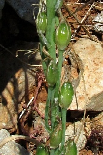 Ornithogalum narbonense