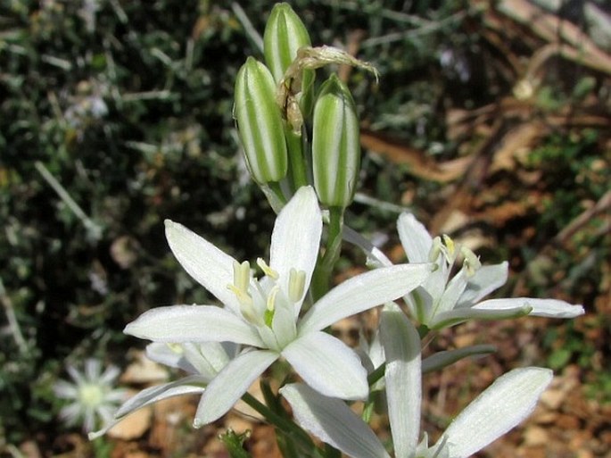 ORNITHOGALUM NARBONENSE L. – snědek / bledavka