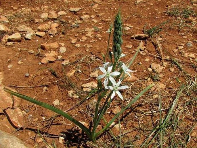 Ornithogalum narbonense