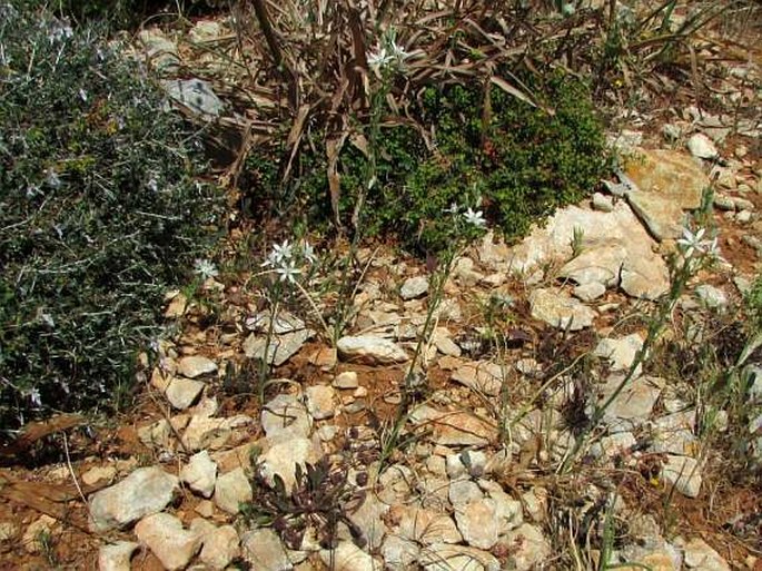 Ornithogalum narbonense