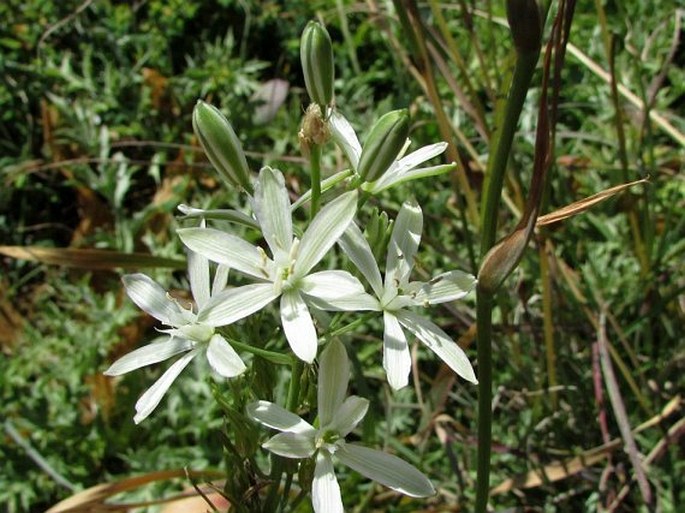 Ornithogalum narbonense