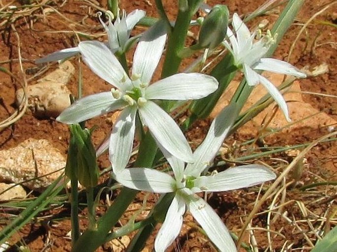 Ornithogalum narbonense