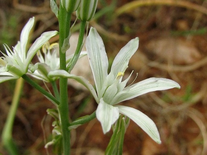 Ornithogalum narbonense